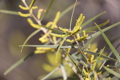 Acacia leptostachya