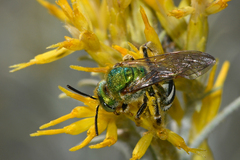 Agapostemon tyleri