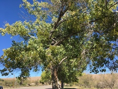 Phoradendron macrophyllum