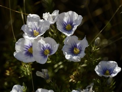 Nierembergia linariifolia
