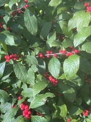 Ilex