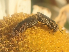 Orthonevra nitida