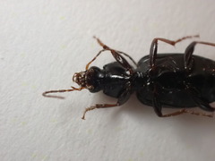 Agonum punctiforme