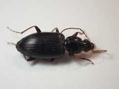Agonum punctiforme