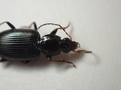 Agonum punctiforme