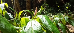 Phytolacca