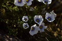 Nierembergia linariifolia