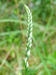 Spiranthes lacera gracilis
