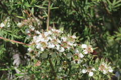 Leptospermum continentale