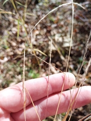 Muhlenbergia sylvatica