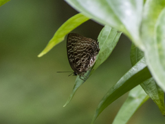 Arhopala
