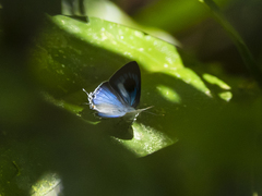 Hypolycaena phorbas