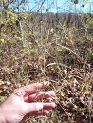 Muhlenbergia sylvatica