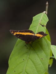Lexias aeropa