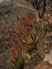 Aloe chabaudii