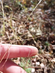 Muhlenbergia sylvatica