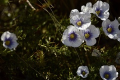 Nierembergia linariifolia