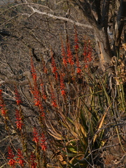 Aloe chabaudii