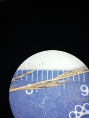 Muhlenbergia sylvatica