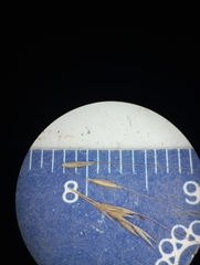 Muhlenbergia sylvatica