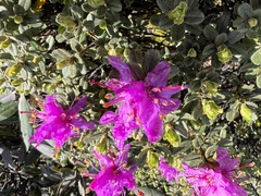 Rhododendron setosum