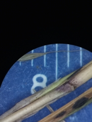 Muhlenbergia sylvatica