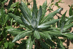 Senecio pseudoarnica