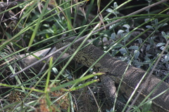 Varanus niloticus