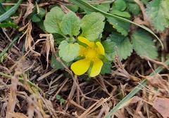 Potentilla indica