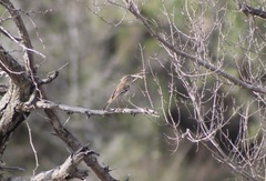 Cercotrichas leucophrys