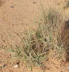 Hilaria rigida