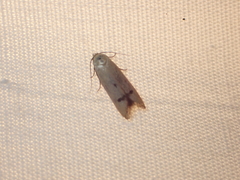 Tachystola hemisema