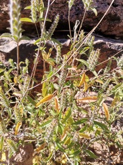 Tetramerium