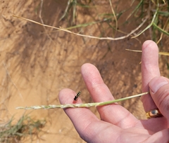 Hilaria rigida