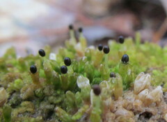 Ptilidium pulcherrimum