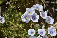 Nierembergia linariifolia