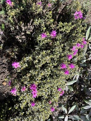 Rhododendron setosum