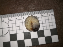 Scarabaeidae