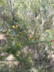 Phyllota phylicoides