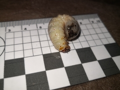 Scarabaeidae