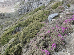 Rhododendron setosum