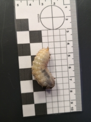 Scarabaeidae