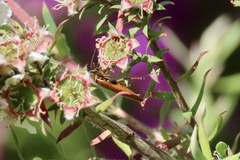 Balta bicolor