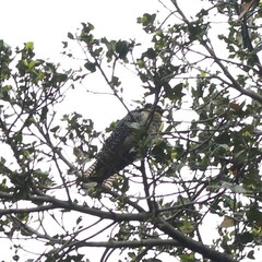 Eudynamys orientalis