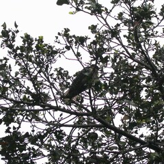 Eudynamys orientalis