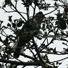 Eudynamys orientalis