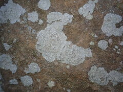 Physcia caesia