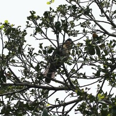 Eudynamys orientalis