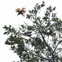 Eudynamys orientalis