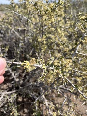 Condalia microphylla